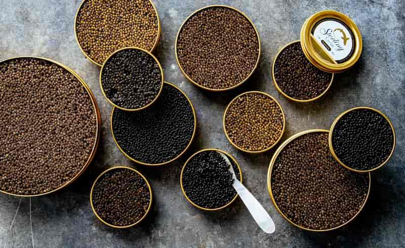 خاویار سیاه روسی محصولی شناخته شده در بازار جهانی